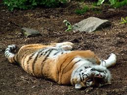 Killed tiger